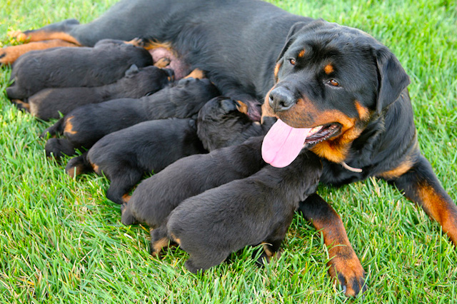 Gravidanza e parto del cane