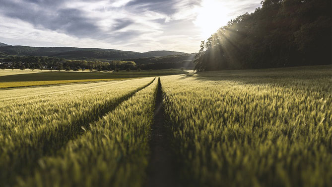 Cibo di qualità: la Fao scommette sulle biotecnologie agricole