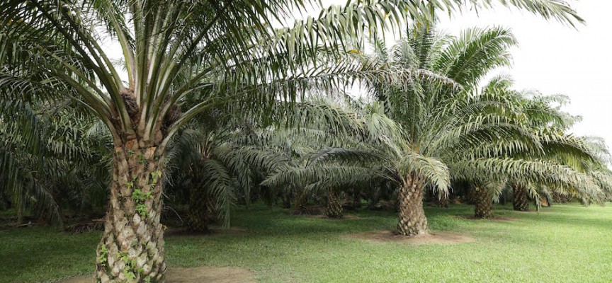 Olio di palma e cenni storici – la produzione nella storia