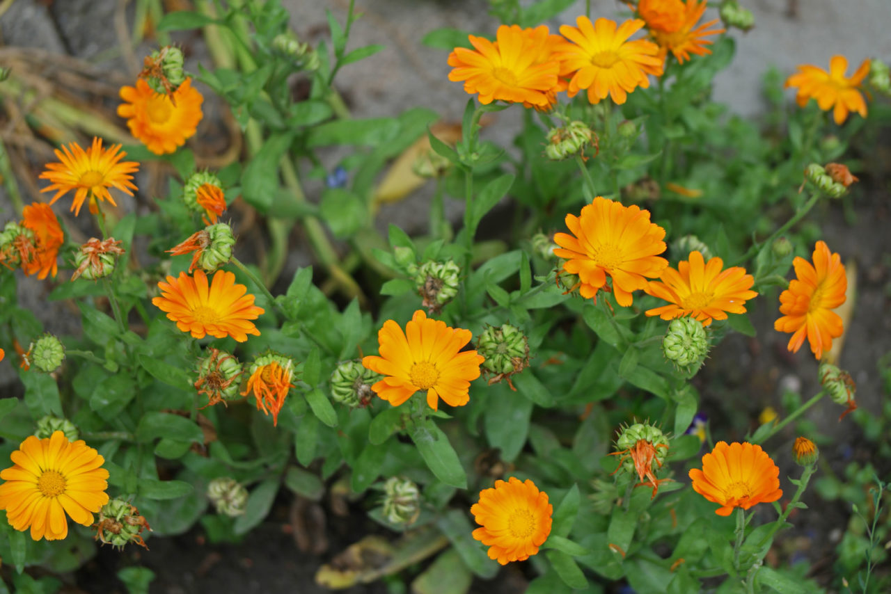 Come fare a casa la crema alla calendula biologica