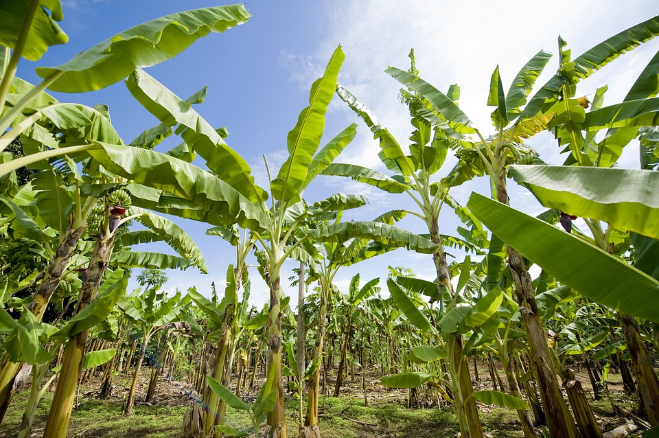 Le banane sono a rischio estinzione? ecco tutti i rischi