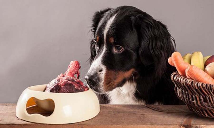 Dieta Barf, l'alimentazione crudista per i cani