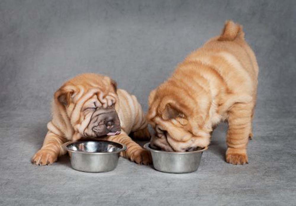 Rischi per le feste: vietati dolci e fritti per i cani