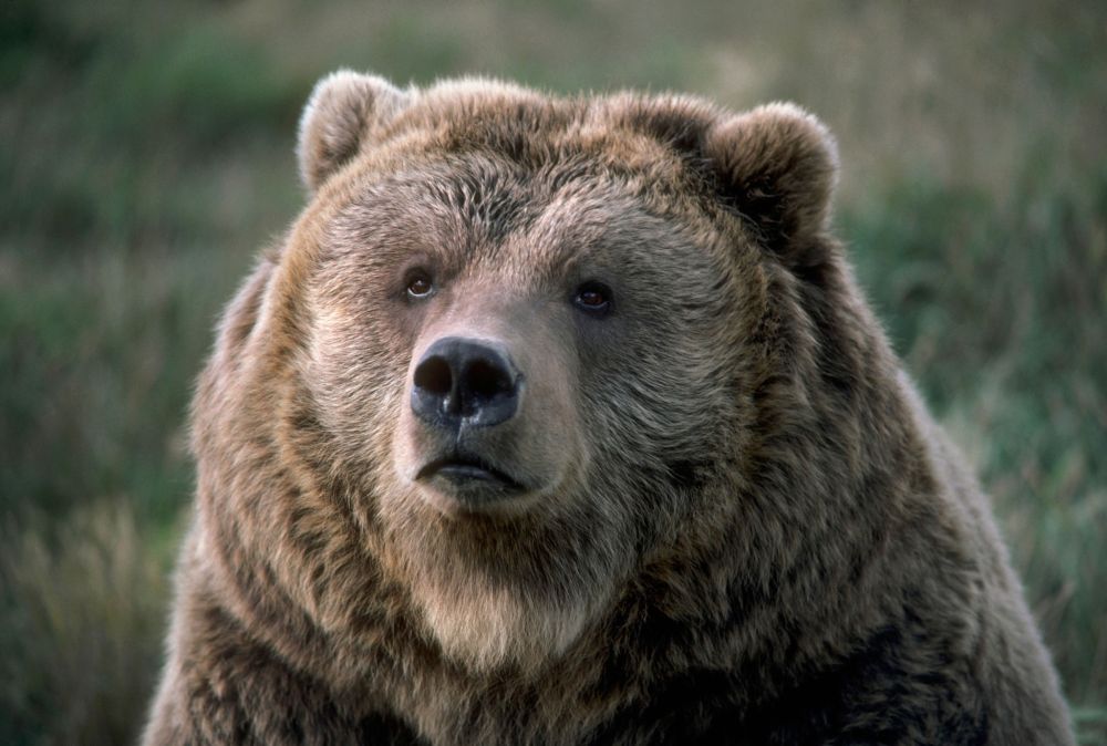 Caccia al grizzly: la British Columbia la vieta definitivamente [VIDEO]