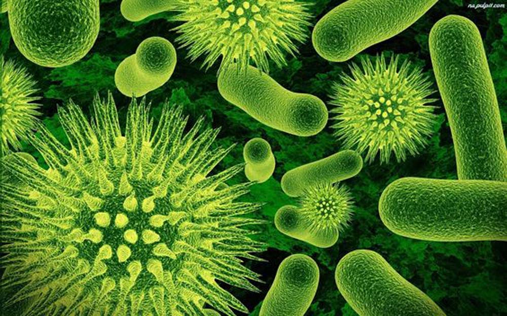 Listeria nella provola, allarme sanitario in Calabria