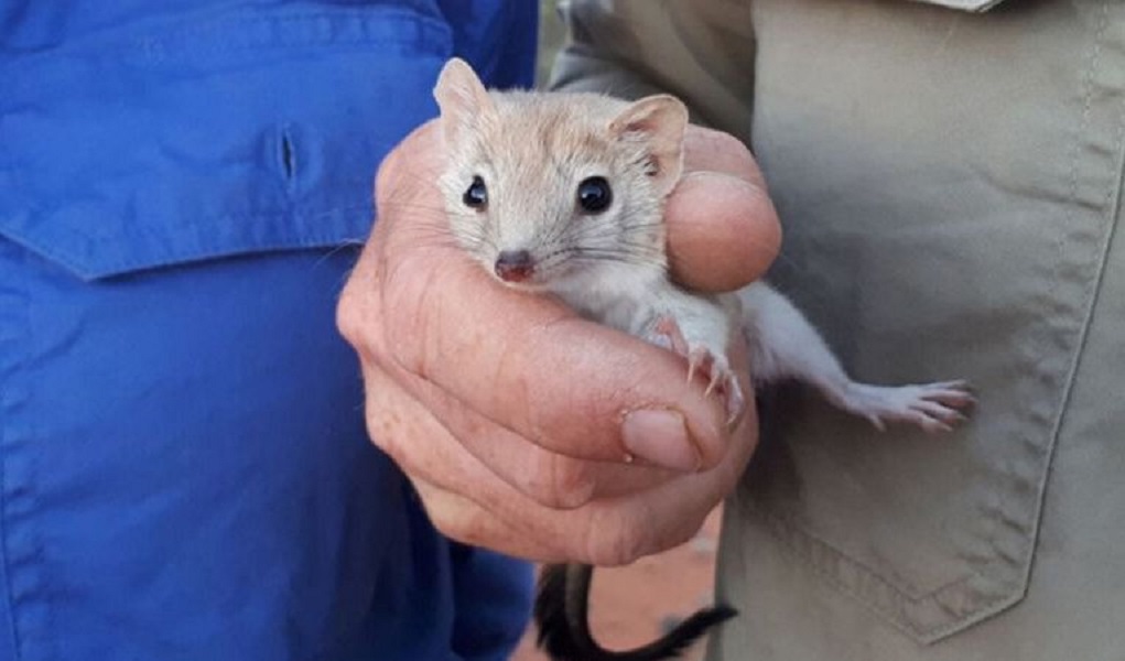 mulgara estinto? avvistato un esemplare in australia: foto