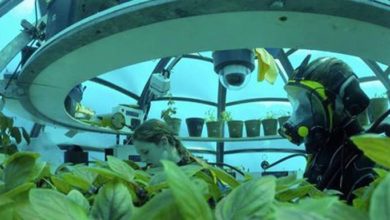 L'agricoltura del futuro sta in un orto sottomarino