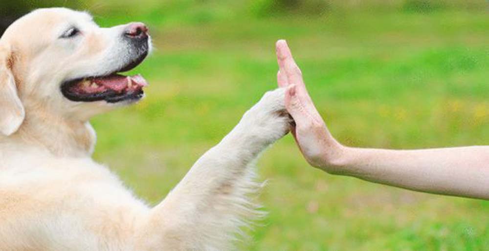 Addio alla solitudine per gli anziani grazie a un cane