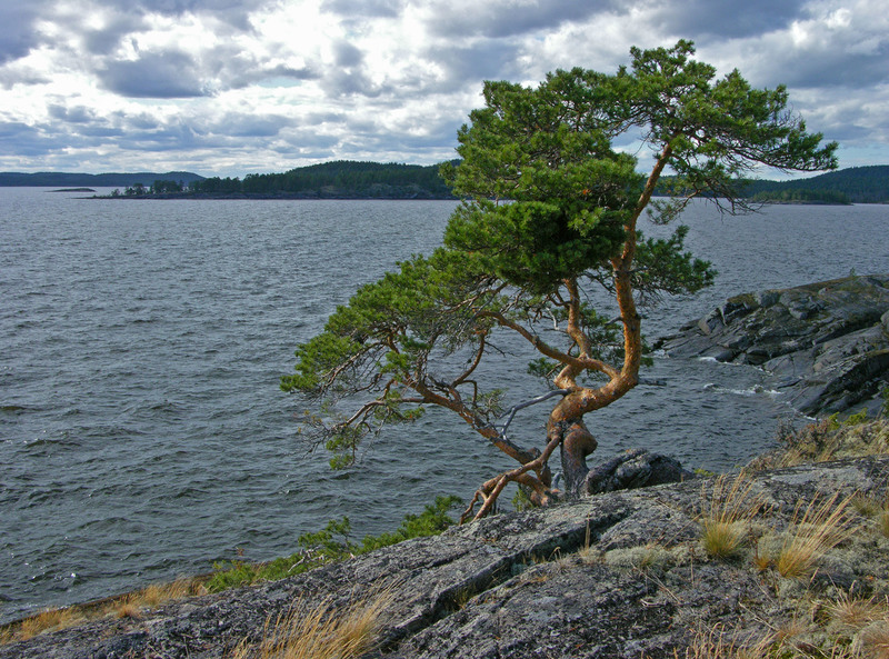 In Russia un parco naturale, a tutela della foca del Ladoga e le biodiversità