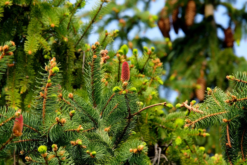 Dagli aghi di pino la bioplastica ecologica e sostenibile