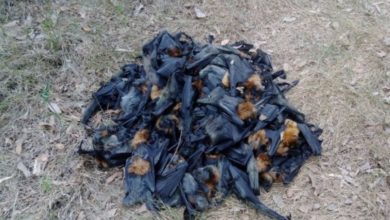 Australia, migliaia di pipistrelli morti bolliti per il troppo caldo