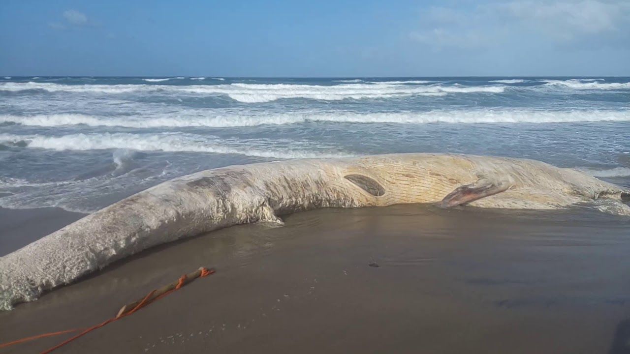 Balena spiaggiata in Sardegna: via al recupero dello scheletro e approvati i funerali [VIDEO]