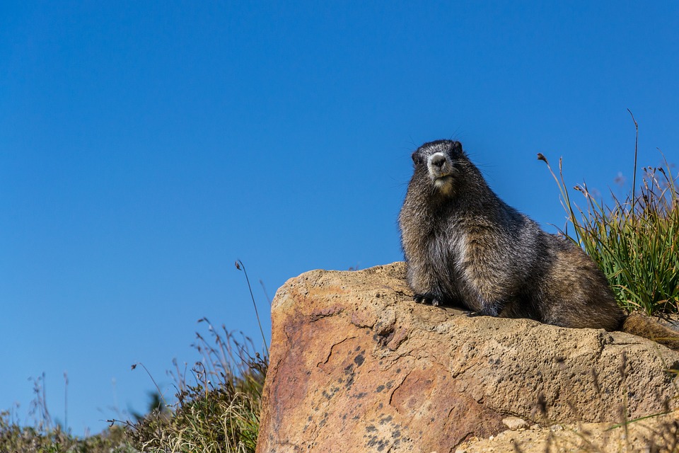 Le marmotte solitarie vivono più a lungo