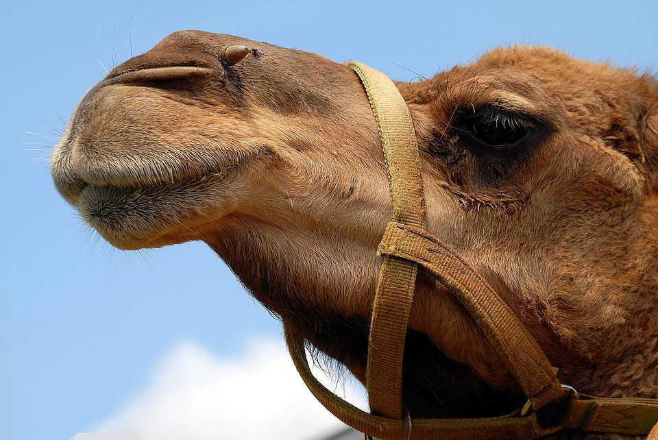 Concorso di bellezza per cammelli: animali eliminati per uso di botox