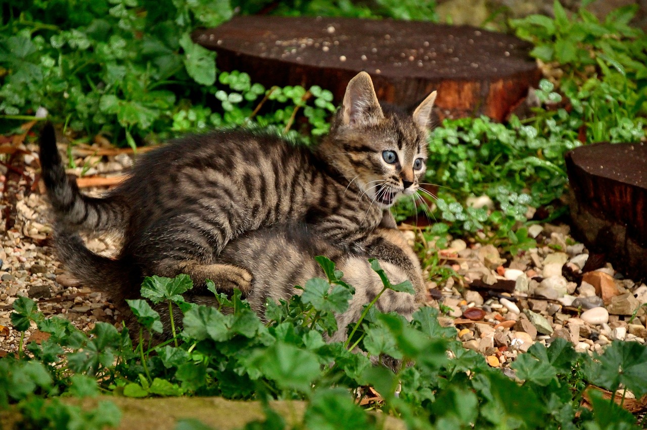 Anche i gatti sono mancini. Lo rivela l'Università di Belfast