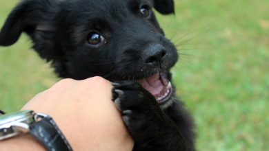 Via libera ai cani in ufficio: migliorano il clima lavorativo