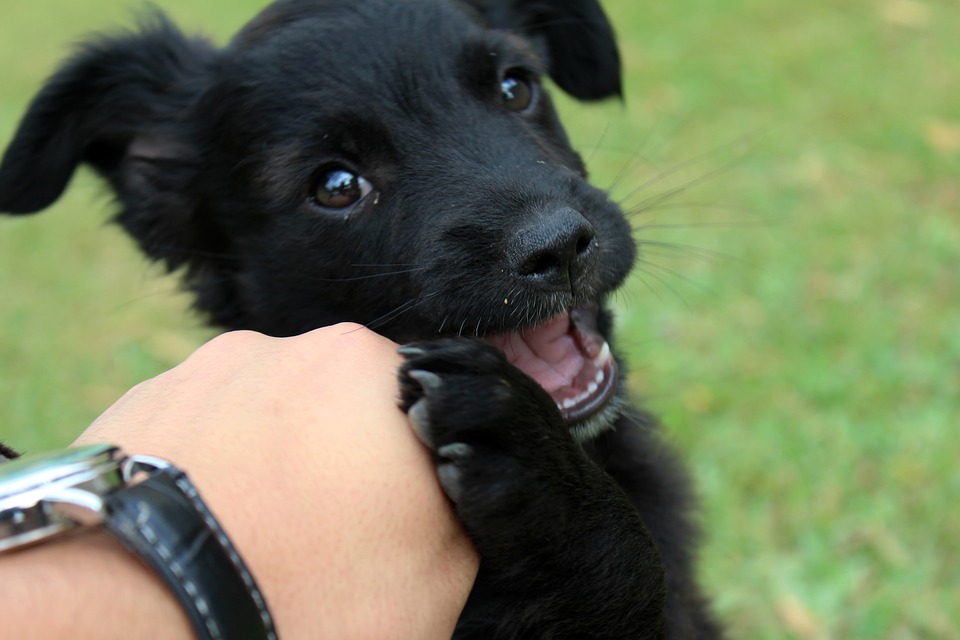 Via libera ai cani in ufficio: migliorano il clima lavorativo