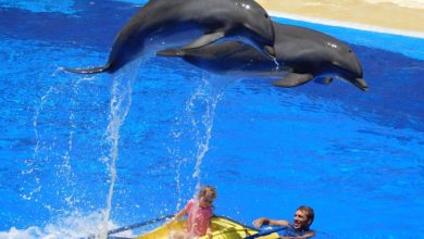 Via libera al bagno con i delfini: la protesta degli animalisti