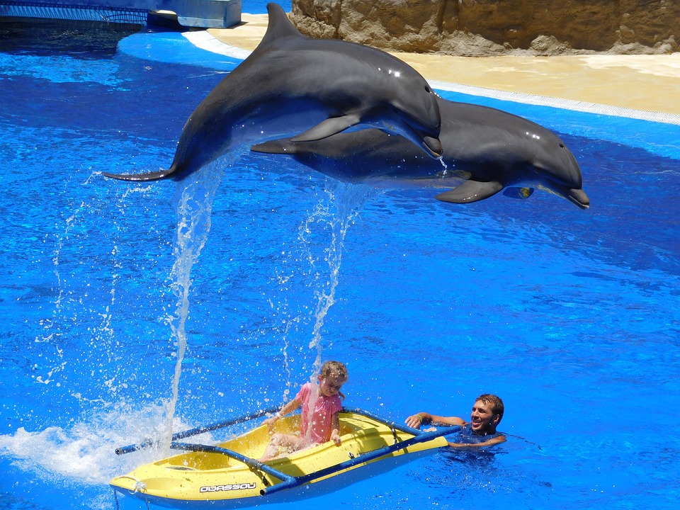 Via libera al bagno con i delfini: la protesta degli animalisti