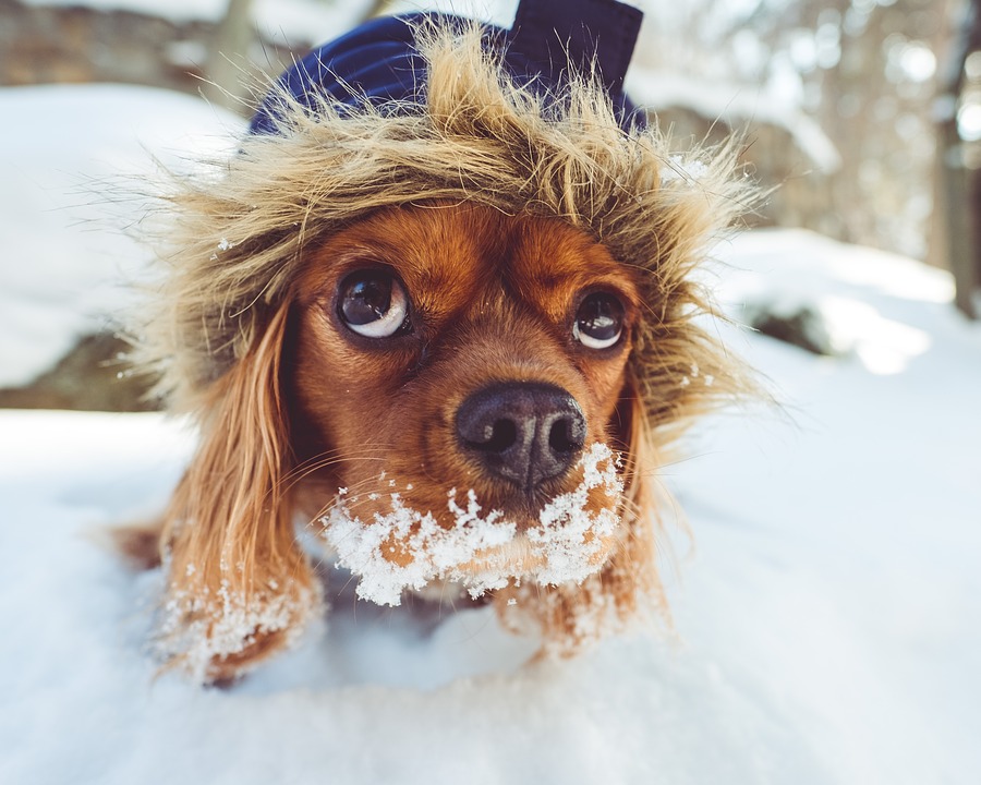 I cani soffrono il freddo? Veterinario dorme in una cuccia per scoprirlo