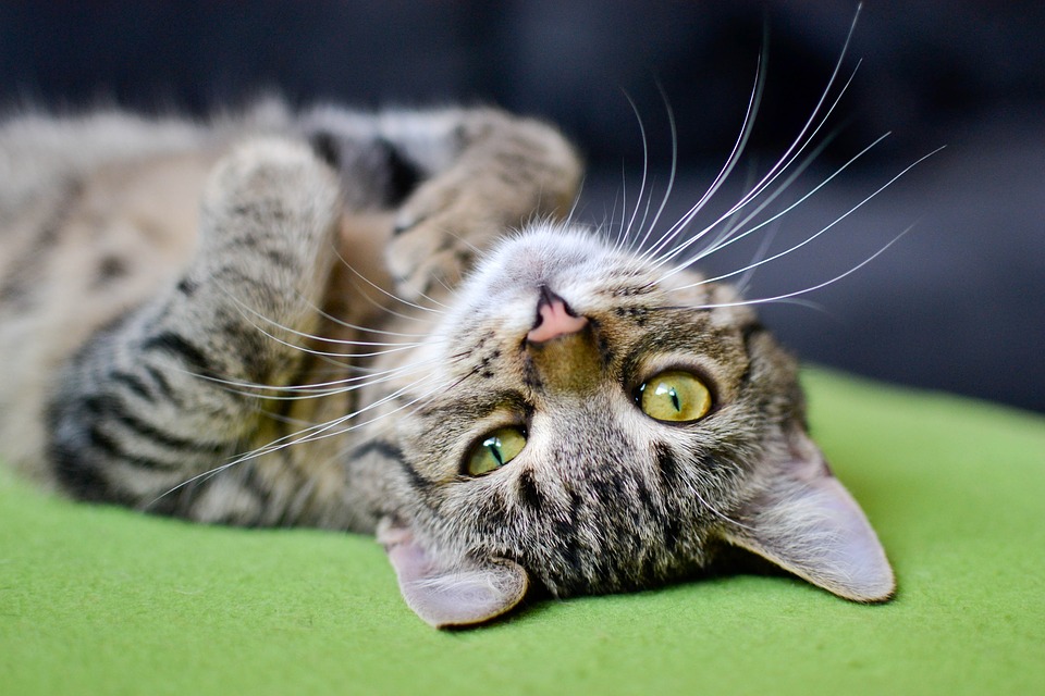 Le fusa dei gatti aiutano a combattere lo stress e ci aiutano a guarire