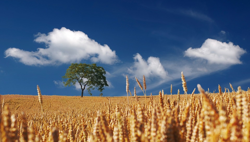 Speed Breeding: velocizza la crescita delle piante per sconfiggere la fame