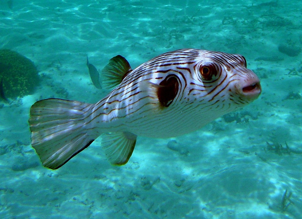 Allarme alimentare: venduto pesce palla pulito male