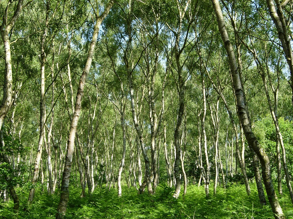 A rischio la foresta di Sherwood: autorizzata l'estrazione di gas