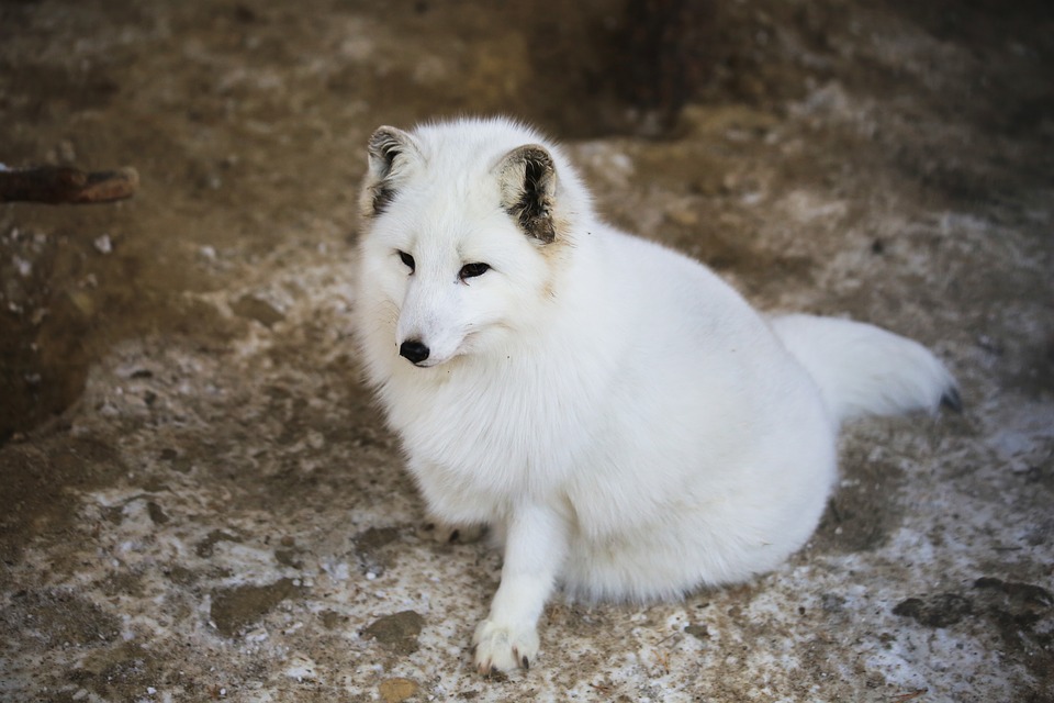 Animali da pelliccia, vietato allevarli