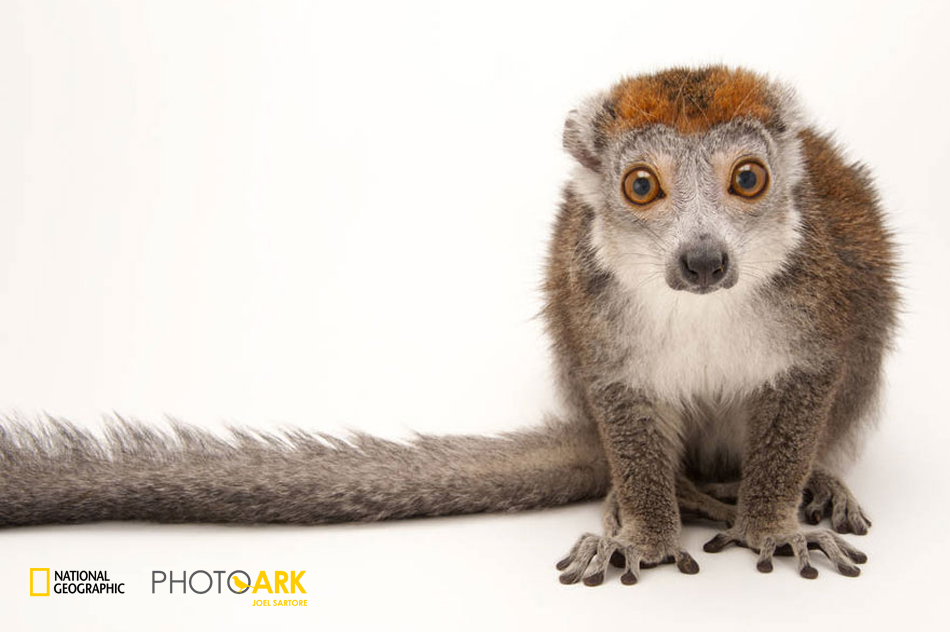 Animali a rischio estinzione: una mostra fotografica a Roma