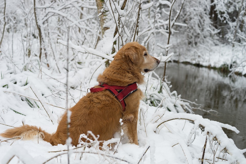 Cane e neve: come proteggere le sue zampe da ghiaccio e freddo