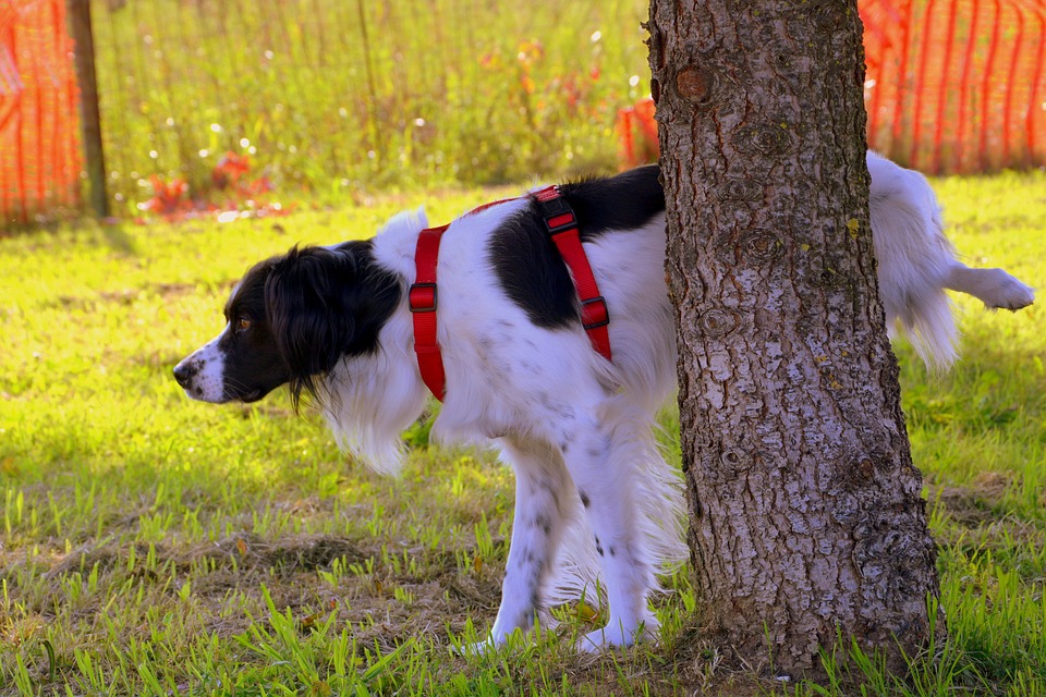 Contro le pipì dei cani, il Comune obbliga a portare una bottiglia d'acqua