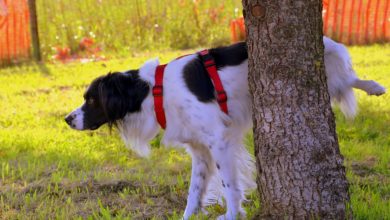 Contro le pipì dei cani, il Comune obbliga a portare una bottiglia d'acqua