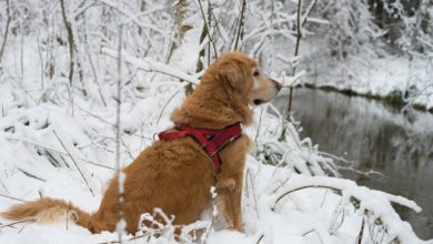 Animali domestici: le regole per proteggere cani e gatti dal freddo