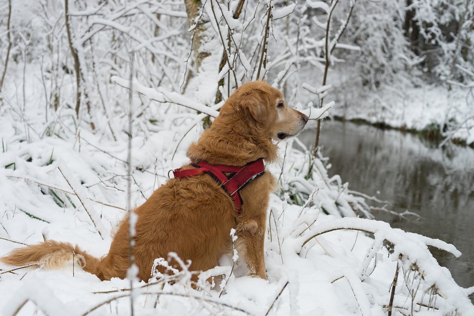 Animali domestici: le regole per proteggere cani e gatti dal freddo
