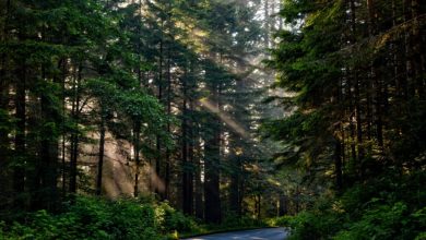 Stop alla deforestazione in Gran Bretagna: saranno piantati 50 milioni di alberi