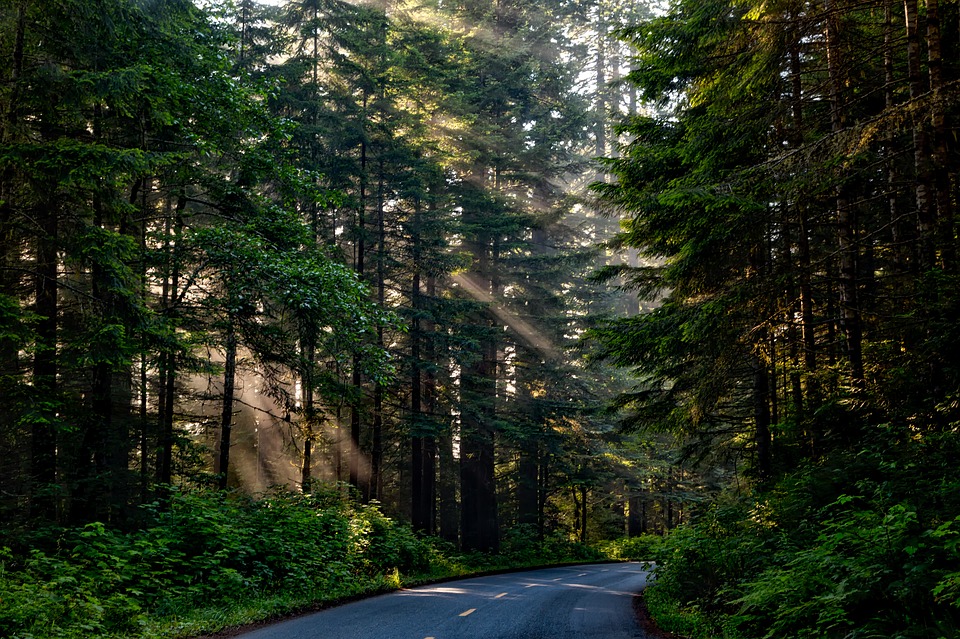 Stop alla deforestazione in Gran Bretagna: saranno piantati 50 milioni di alberi