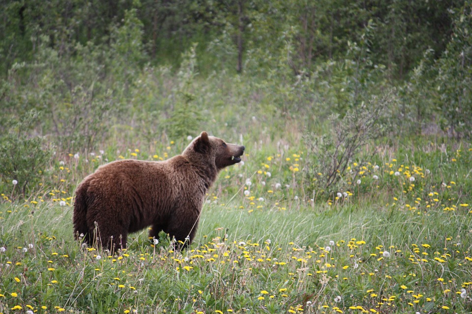 Vietata definitivamente la caccia all'orso bruno in Canada