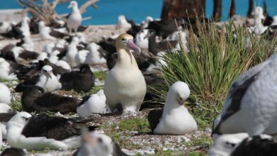 Nidi artificiali del Wwf per gli albatri della Tasmania