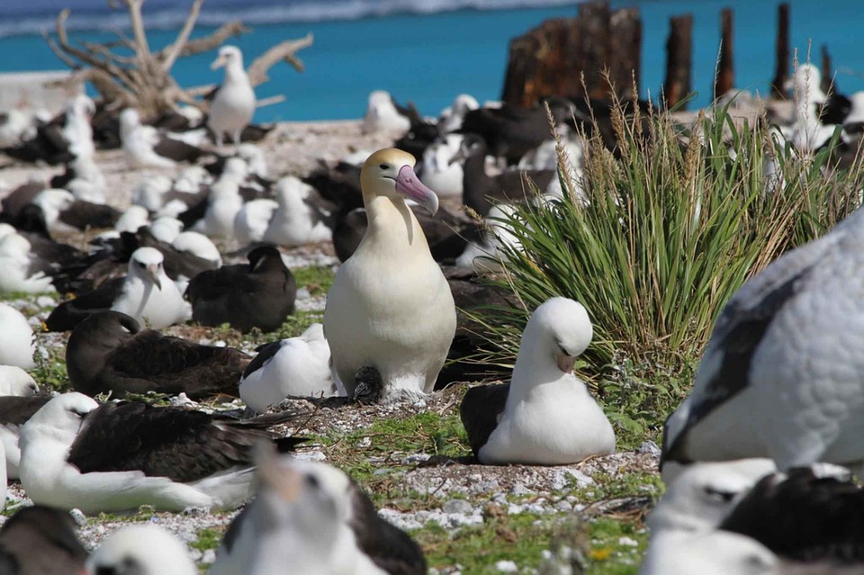 Nidi artificiali del Wwf per gli albatri della Tasmania