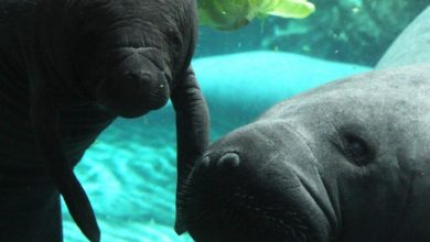 Fiocco azzurro all'Acquario: nato un cucciolo di lamantino