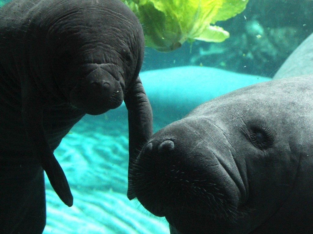 Fiocco azzurro all'Acquario: nato un cucciolo di lamantino