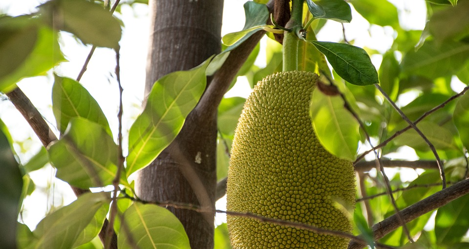 Jackfruit: dall'America il frutto che da cotto sa di carne