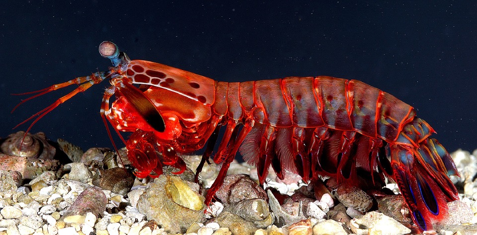 Il gambero che si riproduce da solo: un rischio per il suo habitat