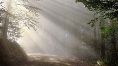 La nebbia aumenta la tossicità delle polveri sottili. Lo studio ISAC-CNR