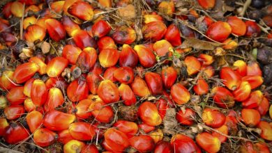 Olio di palma negli alimenti: stop a indicazione sull'etichetta