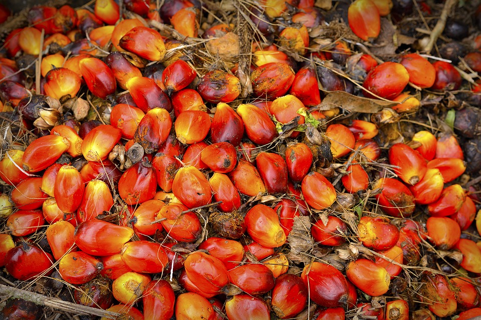 Olio di palma negli alimenti: stop a indicazione sull'etichetta