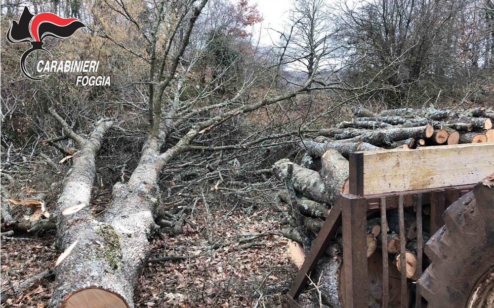 Querce abbattute nel Parco Nazionale del Gargano, molte erano secolari