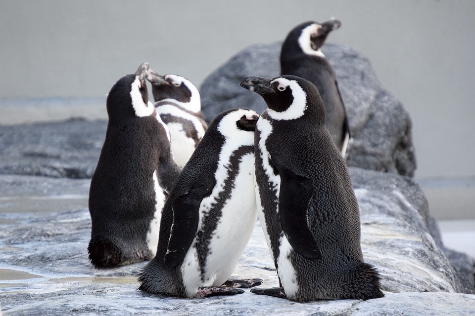 San Valentino: amore tra gli animali ostacolato dai cambiamenti climatici. L'allarme del Wwf