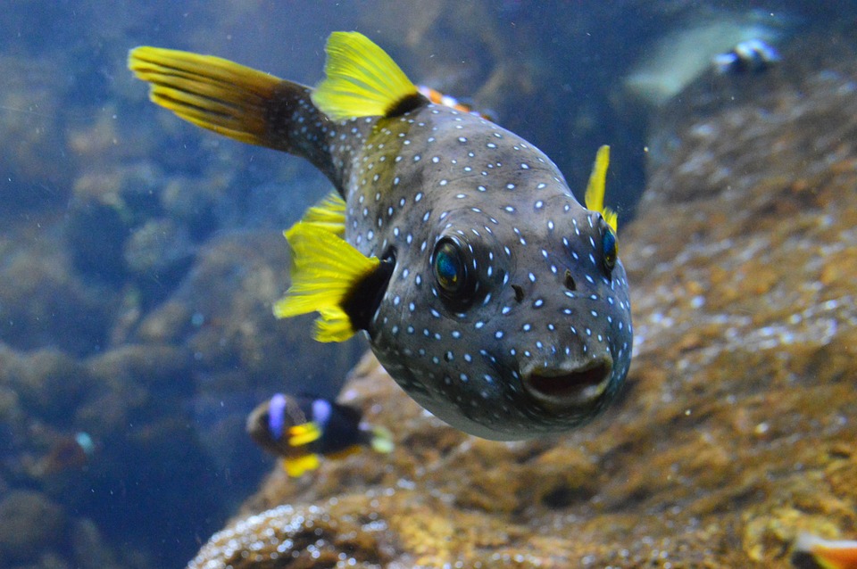 Il pesce palla argento sta invadendo il Mediterraneo